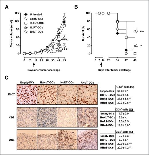 Figure 4. T cells from HER2-CP activated in vitro with HuRT-DCs and RHuT-DCs are able to inhibit HER2+ tumor growth. A total of 1 × 106 SKOV-3 A2 cells were injected s.c. in the left flank of NSG mice. Mice were injected i.v. with 107 in vitro–activated T cells with empty-DCs (, n = 5), HuHuT-DCs (, n = 5), HuRT-DCs (, n = 5), RHuT-DCs (, n = 7), or PBS (, n = 12) at day 10 after tumor challenge. A, tumor growth was monitored weekly and expressed as tumor volume. **, P < 0.001; ***, P < 0.0001. B, Kaplan–Meier survival analysis of untreated and treated mice. Tumor diameter of 5 mm was considered as lethal event. *, P < 0.05; **, P < 0.001 compared with untreated groups. C, representative immunohistochemical staining of tumor sections from mice injected with T cells recovered from co-cultures with transfected DCs, for Ki-67 (top row), CD8 (middle row), or CD4 (bottom row) expression. The percentage of positive cells on total cells evaluated in each single mouse is reported as mean ± SEM (n = 3 per group). *, P < 0.05; **, P < 0.001; ***, P < 0.0001 to empty-DCs.