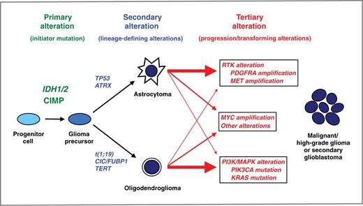 Figure 4. Molecular taxonomy of IDH-mutant glioma progression. We propose that IDH-mutant gliomas develop and progress through an ordered sequence of oncogenic alterations. IDH-mutant gliomas are initiated by the occurrence of IDH1 or IDH2 mutation and widespread hypermethylation of CpG islands (CpG island methylator phenotype, CIMP) in a glial progenitor cell population. The subsequent acquisition of TP53 and ATRX mutations results in development along an astrocytoma pathway, whereas the codeletion of 1p and 19q (t1;19) along with CIC, FUBP1, and TERT mutations result in the formation of oligodendrogliomas. After acquisition of these “lineage-defining” mutations, IDH-mutant astrocytomas and oligodendrogliomas may follow several “tertiary” genetic pathways during the transformation to malignant or high-grade tumors. Astrocytomas tend to amplify growth factor receptor genes such as PDGFRA and MET, whereas oligodendrogliomas tend to develop activating mutations in intracellular signaling genes such as PIK3CA and KRAS. Alternative tertiary pathways include Myc activation and other undescribed mutations. Acquisition of tertiary genetic alterations may result in more malignant behavior. RTK, receptor tyrosine kinase; MAPK, mitogen-activated protein kinase.