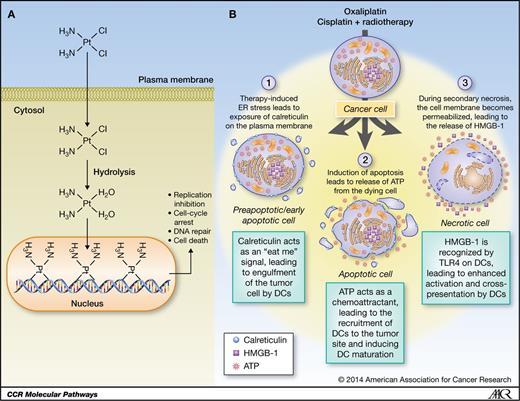 Figure 1. Platinum chemotherapeutics can induce a type of cell death that is immunogenic and is independent of DNA-binding effects. A, classic pathway of platinum-induced cell death. Platinum compounds enter the cell and bind to DNA, leading to activation of DNA repair mechanism and induction of apoptosis. B, platinum compounds also interact with many cellular proteins, thereby modulating several signal transduction pathways. This results in the exhibition of the three characteristic hallmarks of ICD: (1) platinum compounds enter the cell and lead to an ER stress response, which results in the exposure of calreticulin on the cell surface. This serves as an “eat me” signal to DCs and macrophages. (2) Platinum compounds induce the release of ATP from the apoptotic cell in the extracellular space, which recruits DCs to the tumor site and induces their activation. (3) This process culminates in the release of HMGB-1 from the nucleus of the cell that is now undergoing secondary necrosis, which further enhances DC activation and cross-presentation.