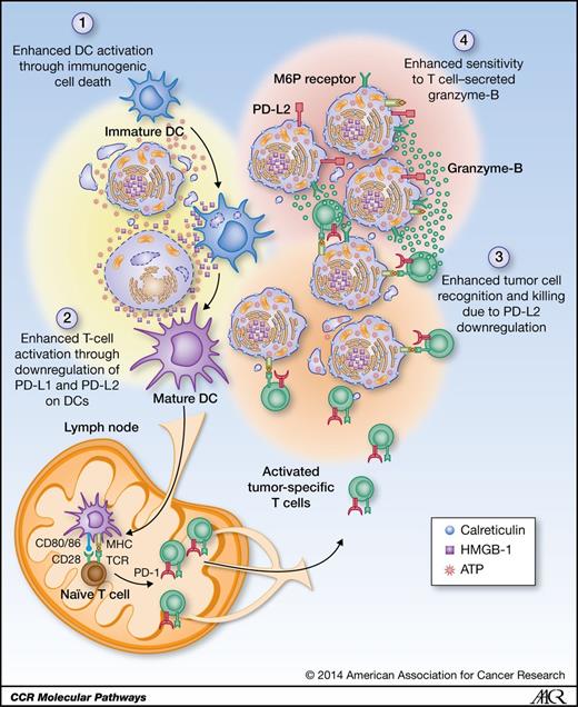 Figure 2. Immunologic effects of platinum chemotherapeutics on the tumor microenvironment. Platinum drugs affect the tumor microenvironment in several ways: (1) ATP release from cells dying from platinum exposure attracts DCs, which take up parts of dying cells that have cell surface expression of calreticulin. The extracellular ATP, together with HMGB-1, leads to DC maturation and upregulation of costimulatory molecules and presentation of tumor-specific peptides on MHC class I. (2) The maturation of DCs in the presence of platinum drugs results in downregulation of PD-L1 and PD-L2 on the DCs, increasing their T-cell activation potential. The mature DCs migrate to the lymph node, where they prime naïve, tumor-specific T cells into effector cytotoxic T cells, which migrate to the tumor microenvironment. (3) Platinum drugs inactivate STAT6 in the tumor cells, leading to decreased PD-L2 expression, resulting in enhanced recognition and killing by the tumor-specific T cells. (4) Platinum induces upregulation of M6P receptor on tumor cells, which leads to enhanced tumor cell lysis by granzyme-B secreted by the activated T cells. The increased M6P receptor expression also induces lysis of cancer cells that are not in direct contact with tumor-specific T cells.