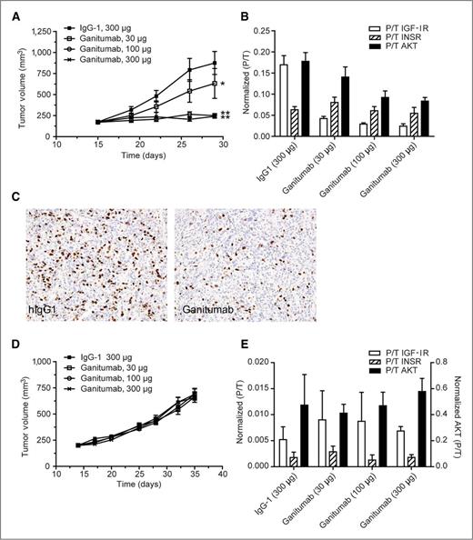 Figure 5. Efficacy of ganitumab in ovarian cancer models. Mice bearing about 200 mm3 OV-90 or TOV-21G xenografts were randomly assigned into 4 treatment groups and treated intraperitoneally twice per week with ganitumab (30, 100, or 300 μg/dose) or hIgG1 (300 μg/dose). Tumor volumes were measured twice per week using calipers. Data, mean volume ± SEM. A, ganitumab significantly inhibited OV-90 tumor growth (*, P = 0.041; **, P = 0.0001 vs. control hIgG1 group). B, level of phosphorylated/total IGF-IR, INSR, and AKT in OV-90 xenografts at the end of the efficacy study. OV-90 xenografts were collected 6 hours after the last dose of ganitumab (n = 2 per time point per group). Total and phosphorylated receptor levels were measured using MSD multiplex assay. Data, mean ± SD. C, inhibition of OV-90 cell proliferation by ganitumab. Mice bearing OV-90 xenografts (∼300 mm3) were treated with 1 mg of ganitumab or hIgG1 for 24 hours. Xenografts were harvested, fixed in zinc formalin, embedded in paraffin, and processed for BrdUrd detection by immunohistochemistry. Photomicrographs were taken at 200× magnification. D, ganitumab did not inhibit TOV-21G tumor growth. E, ganitumab did not inhibit IGF-IR signaling in TOV-21G xenografts.