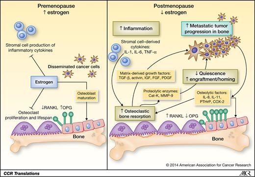 Figure 1. Molecular mechanisms by which postmenopausal bone loss may prime the bone microenvironment for progression of breast cancer in bone. In the premenopausal state (left), estrogen suppresses excessive osteoclast activity. After menopause (right), loss of estrogenic regulation of osteoclast and osteoblast cell lifespan, increased RANKL expression, decreased OPG expression, and increased stromal cell production of inflammatory cytokines lead to excessive osteoclastic bone resorption and net bone loss. Matrix-derived growth factors are released into the bone microenvironment in which they stimulate tumor cell invasiveness, growth, and a bone-resorptive phenotype in cancer cells. Osteoclast-derived proteolytic enzymes aid in the colonization of disseminated tumor cells by promoting angiogenesis, cancer cell invasiveness, and engraftment at metastatic sites. Blockade of postmenopausal bone loss by use of an antiresorptive agent such as zoledronic acid likely has potent downstream antitumor effects at sites of bone metastases.