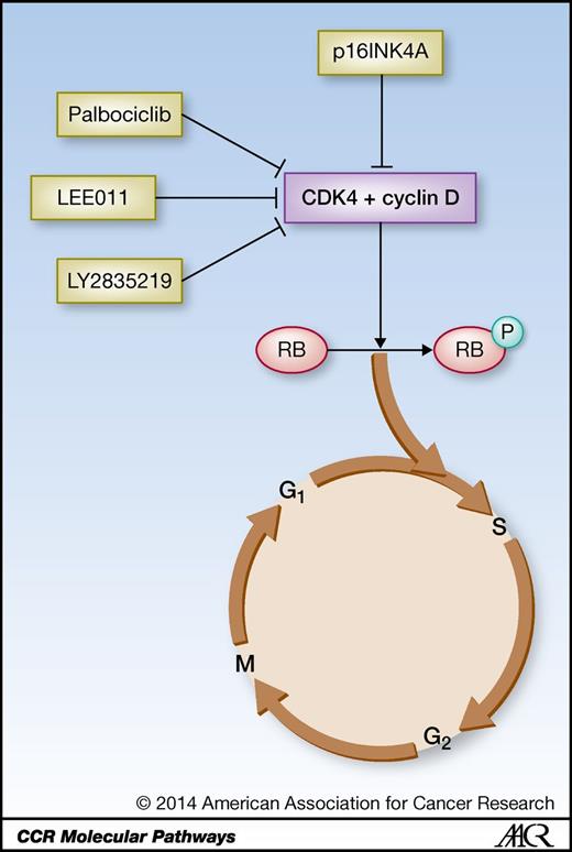 Figure 1. CDK4 and cyclin D form a complex that phosphorylates Rb and drives progression through the cell cycle. The pathway is activated in many cancers through p16 loss, CDK4 amplification, cyclin D overexpression, or Rb loss. Three selective CDK4 inhibitors currently in clinical development inhibit the pathway and show promising antitumor activity.