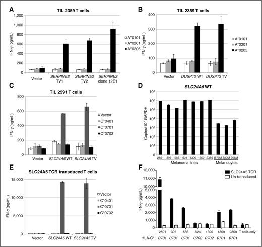 Figure 1. New nonmutated T-cell antigens are identified by cDNA library screening. A, COS-7 cells were transfected with HLA cDNA constructs, together with full-length SERPINE2 transcription variant 1 (TV1), variant 2 (TV2) or clone 12E1 isolated from Mel 2359 cDNA library. These transfected cells were co-cultured with TIL 2359 T cells overnight. B, COS-7 cells were transfected with HLA cDNA constructs, together with full-length WT DUSP12 or its transcription variant (DUSP12 TV). These transfected cells were cocultured overnight with TIL 2359 T cells, and the release of IFN-γ was determined by ELISA. C, COS-7 cells were transfected with HLA cDNA constructs, together with full-length WT SLC24A5 or its transcription variant (SLC24A5 TV). These transfected cells were cocultured with TIL 2591 T cells overnight. D, the copy numbers of SLC24A5 WT or SLC24A5 TV in normal melanocyte samples or melanoma lines were determined by quantitative PCR. E, healthy donor T cells were transduced with SLC24A5 TCR isolated from TIL 2591. These T cells were cocultured with COS-7 cells transfected with HLA cDNA constructs, together with SLC24A5 WT or SLC24A5 TV. F, SLC24A5 TCR transduced T cells were cocultured overnight with various melanoma cells lines. The secretion of IFN-γ was determined by ELISA. The types of HLA-C are indicated below.