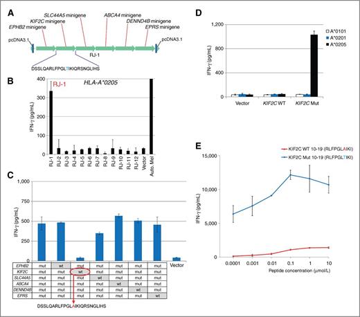 Figure 2. TIL 2359 T cells recognize mutated KIF2C gene product. A, an example of tandem minigene construct, which encoded polypeptides containing six identified mutated amino acid residues flanked on their N- and C- termini, 12 amino acids on both sides. These tandem minigenes were synthesized and cloned into pcDNA3.1 vector. B, a screening assay was carried out to cotransfect HLA-A*0205 with individual tandem minigene construct into COS-7 cells. TIL 2359 T cells were cocultured with these transfected COS-7 cells overnight, and the release of IFN-γ from TIL 2359 was evaluated by ELISA. The structure of the tandem minigene construct RJ-1 has been shown in A. C, each point mutation site at the minigenes of RJ-1 construct was converted back to WT sequence individually, indicated on the table. TIL 2359 were cocultured with COS-7 cells transfected with individual RJ-1 variant and HLA-A*0205. The secretion of IFN-γ by TIL 2359 was determined by ELISA. D, COS-7 cells were transfected with WT or mutated KIF2C cDNA construct, together with HLA cDNA constructs. These transfected cells were cocultured with TIL 2359 T cells overnight. E, HEK293 cells stably expressed HLA-A*0205 were pulsed with WT or mutated KIF2C peptides, followed by cocultured with TIL 2359 T cells overnight. The release of IFN-γ was determined by ELISA.