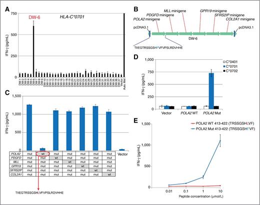 Figure 3. Mutated POLA2 gene product is recognized by TIL 2591 T cells. A, individual tandem minigene construct was transfected in HEK293 cells stably expressed HLA-C*0701. TIL 2591 T cells were cocultured with these transfected cells overnight, and the release of IFN-γ was determined by ELISA. B, the structure of tandem minigene construct DW-6. C, each point mutation site at the minigenes of DW-6 construct was converted back to WT sequence individually, indicated on the table. TIL 2591 T cells were cocultured with COS-7 cells transfected with individual DW-6 variant and HLA-C*0701. The secretion of IFN-γ by TIL 2591 was determined by ELISA. D, COS-7 cells were transfected with WT or mutated POLA2 cDNA construct, together with HLA cDNA constructs. These transfected cells were cocultured with TIL 2359 T cells overnight. E, HEK293 cells stably expressed HLA-C*0701 were pulsed with WT or mutated POLA2 peptides, followed by cocultured with TIL 2591 T cells overnight. The release of IFN-γ was determined by ELISA.