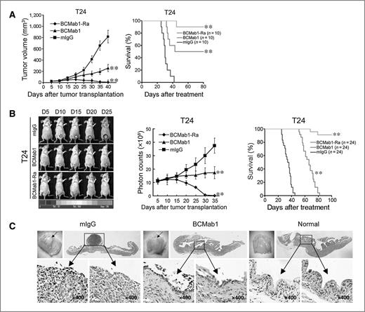 Figure 3. BCMab1 or BCMab1-Ra suppresses cancerous growth in xenograft and orthotopic bladder cancer models. A, BCMab1 or BCMab1-Ra inhibits cancerous growth in xenograft bladder cancer mice. T24 cells were subcutaneously injected into nude mice. When tumors reached a diameter of 3 to 5 mm, the mice were grouped (10 mice/group) and administered intraperitoneally BCMab1 or BCMab1-Ra at a dose of 10 mg/kg, three times per week for 5 weeks. mIgG was used as a control. Comparison of the survival curves between treatment with BCMab1 or BCMab1-Ra and mIgG control is shown at right. **, p < 0.01. B, cancerous inhibition by BCMab1 or BCMab1-Ra was confirmed in orthotopic bladder cancer mice. Images were obtained by IVIS at 5, 10, 15, 20, and 25 days after luciferase-labeled T24 cell transplantation (left). The photon counts of each mouse are indicated by pseudo-color scales. The mice were grouped (24 mice/group) and intravescically applied with BCMab1, BCMab1-Ra, or mIgG at a dose of 1 mg/kg next day. The growth curves of orthotopic tumors were measured by IVIS (middle). Comparison of the survival curves between treatment with BCMab1 or BCMab1-Ra and mIgG control (right). **, p < 0.01. C, intravescical BCMab1 or BCMab1-Ra successfully inhibits tumor growth verified by immunohistochemical staining and H&E counterstaining. At day 25 of treatment, tumors were removed for histology examination. No tumor cells were found in BCMab1-Ra–treated mice (data not shown). Original magnification was ×400.