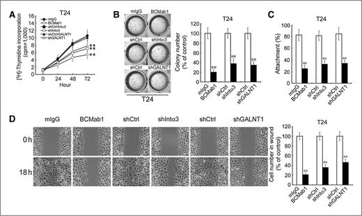 Figure 4. Integrin α3 or GALNT1 knockdown inhibits cancerous proliferation, migration, and tumor growth. A, integrin α3 or GALNT1 silencing inhibited T24 cell proliferation. Integrin α3– or GALNT1-silenced T24 cells or BCMab1 (10 μg/ml)-treated T24 cells were cultured from 24 to 72 hours followed by incubation with [3H]-thymidine for 4 hours. Data are representative of at least three separate experiments. B, integrin α3 or GALNT1 silencing or BCMab1 treatment suppressed anchorage-independent growth through soft agar colony formation assay. C, integrin α3 or GALNT1 knockdown or BCMab1 treatment decreased tumor ECM adhesion compared with those of controls; **, P < 0.01. D, integrin α3 or GALNT1 knockdown or BCMab1 treatment reduced migration was verified through wound-healing experiments; **, P < 0.01.