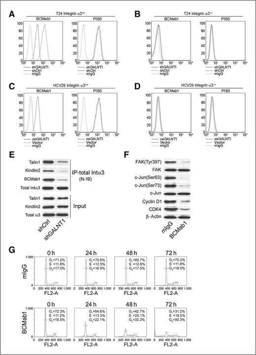 Figure 5. Aberrant glycosylation of integrin α3 can activate integrin signaling and BCMab1 can counteract this activity. A, GALNT1 knockdown of Integrin α3+/+ T24 cells was stained with BCMab1 and P1B5 antibodies. P1B5 is a glycosylation-insensitive antibody against integrin α3. B, integrin α3 was deleted in T24 cells by TALEN approach. GALNT1 knockdown of integrin α3−/− T24 cells was stained by BCMab1 and P1B5 antibody. C, GALNT1 overexpression of integrin α3+/+ HCV29 cells was stained by BCMab1 and P1B5 antibodies. D, integrin α3 was deleted in HCV29 cells by TALEN approach. GALNT1 overexpression of Integrin α3−/− HCV29 cells was stained by BCMab1 and P1B5 antibody. E, coimmunoprecipitation of total integrin α3, Talin1, and Kindlin2 in shCtrl- or GALNT1-silenced cells. T24 cell lysates were precipitated by total integrin α3 antibody (N-19). The immunoprecipitates were probed with Talin1, Kindlin2, or BCMab1 antibodies. N-19 is a glycosylation-insensitive antibody of integrin α3 for immunoblotting. F, BCMab1 treatment represses phosphorylation of FAK and c-Jun and reduces cyclin D1 and CDK4 expression. T24 cells were preincubated with BCMab1 or control mIgG before adhesion to laminin for 30 minutes. Cell lysates were immunoblotted with antibodies against phospho-FAK (Tyr397) or phospho–c-Jun (Ser63 and Ser73). Blots were stripped and reprobed for total FAK and c-Jun. β-Actin was used as a loading control. G, BCMab1 treatment arrests cell-cycle progression. T24 cells were incubated with BCMab1 (10 μg/mL) and analyzed by flow cytometry using propidium iodide (PI) staining. mIgG was used as a negative control.