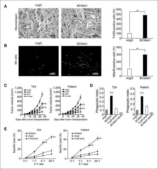 Figure 6. BCMab1 confers Fc-FcγR–dependent antitumor activity through both macrophages and NK cells. A and B, immunohistochemical quantitation of F4/80+ macrophages (A) or NKp46 NK cells (B) in tumor tissues of mice bearing established T24 tumors treated with control mIgG or BCMab1. Graphs, mean F4/80+ and NKp46+ cells in tumor areas, respectively; **, P < 0.01. C, depletion of macrophages or NK cells attenuates antitumor activity in vivo. Tumor growth in macrophage or NK cell depleted nude mice bearing established tumors from T24 cells (left) or primary human bladder cancer cells (right) treated with BCMab1 or control mIgG; **, P < 0.01. D, BCMab1 enhances macrophage-mediated ADCP of T24 cells (left) and primary human bladder cancer cells (right) in the presence of human macrophages; ND, not detectable; **, P < 0.01. E, BCMab1 promotes NK cell–mediated ADCC of T24 cells (left) and primary human bladder cancer cells (right) in the presence of IL2-activated human NK cells. Graphs, specific lysis against target cells following treatment with BCMab1, control mIgG, or FcγR blockade; **, P < 0.01. Patient primary tumor cells represent at least four bladder cancer samples.