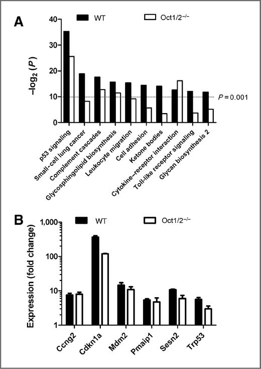 Figure 2. Transcriptional profiling of mouse kidneys after cisplatin treatment. A, significance of expression changes in 10 of 193 signaling pathways represented by −log2 of the P value, as measured from 1,063 upregulated and 1,072 downregulated genes (fold change ≥2.0) in kidneys isolated from wild-type (WT) or Oct1/2−/−mice exposed to cisplatin and compared with untreated animals (n = 3). B, confirmatory fold expression changes of the p53-dependent genes Ccng2 (cyclin G1), Cdnk1a (p21), Mdm2, Pmaip1 (NOXA), Sesn2, and Trp53 (p53), as measured by PCR, in wild-type and Oct1/2−/−mice 72 hours following administration of cisplatin compared with baseline. Data, mean values and SE (error bars).