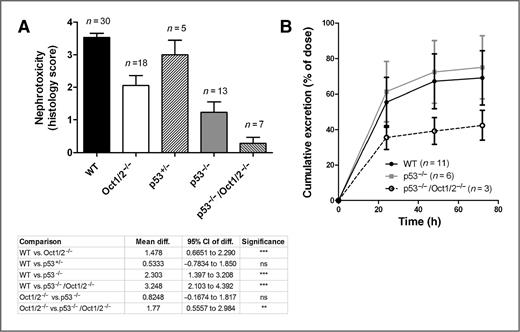 Figure 3. Influence of p53 loss on cisplatin-induced nephrotoxicity. A, degree of nephrotoxicity based on histology scores observed in kidneys isolated from wild-type (WT), Oct1/2−/−, p53+/−, p53−/− or p53−/−/Oct1/2−/−mice 72 hours following administration of cisplatin. Toxicity scores are based on percentage of damaged tubules: 0 (<10%, absent), 1 (11%–25%, minimal), 2 (26%–50%, mild), 3 (51%–75%, moderate), and 4 (>75%, severe). B, cumulative urinary excretion of platinum from wild-type, p53−/− or p53−/−/Oct1/2−/−mice within 72 hours after receiving cisplatin. Error bars, SE (n = number of mice), and significance was assessed by ANOVA (with Tukey post-test). **, P < 0.01; ***, P < 0.001.