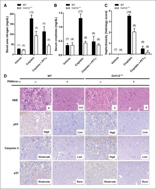 Figure 6. Influence of pifithrin-α on cisplatin-induced nephrotoxicity. Levels of BUN (A) or serum creatinine (B) in wild-type (WT) or Oct1/2−/−mice 72 hours after receiving vehicle only, cisplatin alone, or a combination of cisplatin and pifithrin-α. C, degree of nephrotoxicity based on histology scores observed in kidneys isolated from wild-type or Oct1/2−/−mice after 72 hours of receiving vehicle only, cisplatin alone, or a combination of cisplatin and pifithrin-α. Numbers in parentheses represent the number of proximal tubules used per concentration. Toxicity scores are based on percentage of damaged tubules: 0 (<10%, absent), 1 (11%–25%, minimal), 2 (26%–50%, mild), 3 (51%–75%, moderate), and 4 (>75%, severe). All data are represented by mean values and SE (error bars). D, hematoxylin and eosin (H&E) staining or immunohistochemical staining of phosphorylated p53, cleaved caspase-3, or p21 in kidneys isolated from wild-type or Oct1/2−/−mice 72 hours after receiving cisplatin in the presence or absence of pifithrin-α. Activation of p53, caspase-3, and p21 was based on antibody signal intensity: Rare, low, moderate, and high.
