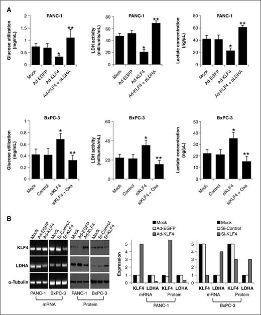 A Novel KLF4/LDHA Signaling Pathway Regulates Aerobic Glycolysis in and ...