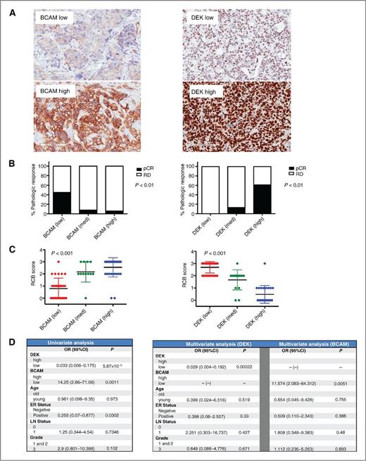 Figure 6. IHC analysis validate DEK and BCAM as predictive markers of response to neoadjuvant chemotherapy. A, the staining of DEK and BCAM was optimized in a clinical laboratory. Representative images of low and high staining of the markers are shown. B, association of high, medium, and low DEK and BCAM levels was evaluated as a function of pCR/residual disease. C, association of DEK and BCAM levels with the RCB. D, univariate and multivariate analysis of DEK and BCAM in the neoadjuvant cohort.