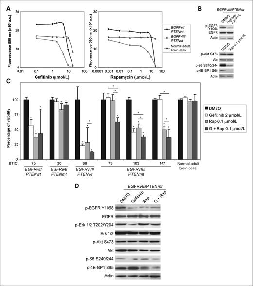 Figure 1. Gefitinib and rapamycin have modest effects on BTICs. A, gefitinib reduced cell viability in EGFRvIII/PTENwt BTICs, but not EGFRwt/PTENmt BTICs or normal adult human brain cells in a dose-dependent manner at low micromolar concentrations. Similarly, rapamycin reduced cell viability in both EGFRvIII/PTENwt and EGFRwt/PTENmt BTICs in a dose-dependent manner. B, Tyr1068 EGFR phosphorylation was reduced after 2 hours of exposure to 2 μmol/L gefitinib, whereas phosphorylation of S6 and 4E-BP1 was dramatically reduced after 2 hours of exposure to 0.1 μmol/L rapamycin. C, gefitinib and rapamycin modestly reduced cell viability in most BTIC lines. The combination of gefitinib and rapamycin was synergistic in EGFRvIII/PTENmt BTICs, but not BTICs from any of the three other molecular subgroups (*, P < 0.05; Tukey multiple comparison test). D, gefitinib markedly reduced phosphorylation of EGFR tyrosine 1068 and Erk1/2, whereas rapamycin reduced phosphorylation of S6 and 4E-BP1. Phosphorylation of Akt was unaffected by either drug applied singly or in combination.