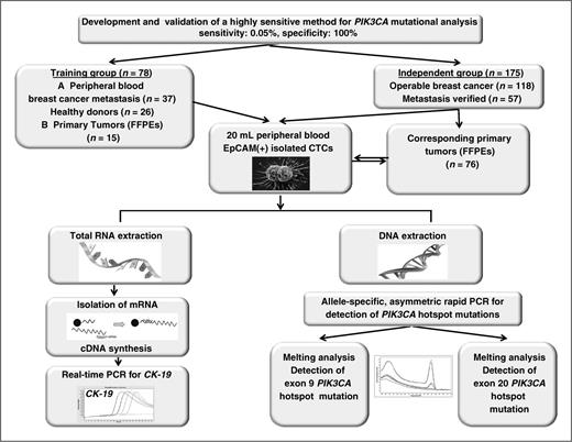 Figure 1. Experimental flowchart of the current study.