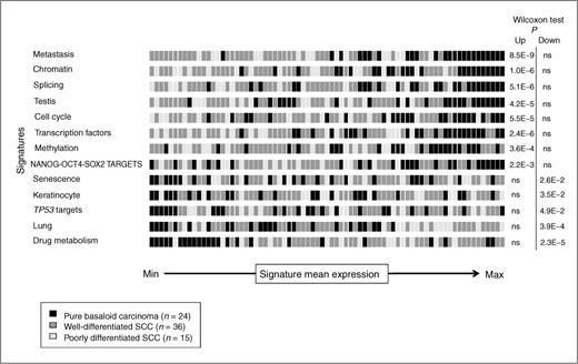 Figure 2. Deregulated pathways in pure basaloid tumors. Illustration of 13 signatures/pathways found among the most deregulated ones between pure basaloid tumors (black) and non-basaloid tumors (poorly differentiated SCC (light gray); well-differentiated SCC (dark gray)) in our dataset. Samples (n = 75) are independently ordered for each signature, on the mean expression of the corresponding signature. References of the signatures and pathways are indicated in Supplementary Table S3B. The Wilcoxon test P values for upregulated (left) and downregulated (right) mean expression in basaloid versus non-basaloid SCCs are shown for each pathway.