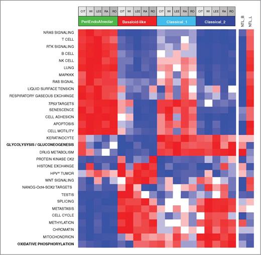 Figure 5. Heatmap of most deregulated pathways in the 4 molecular subtypes, in the CIT cohort and 4 validation datasets. Heatmap representing the mean gene expression level of 31 signatures and pathways (rows) found differentially deregulated (see Materials and Methods) across molecular subtypes in our dataset and 4 validation datasets (columns) by pathway analysis (Supplementary Table S7). Sample groups are ordered according to their molecular subtypes and dataset membership (top annotation): CIT, discovery dataset; WI, Wilkerson et al. dataset; LEE, Lee et al. dataset; RA, Raponi et al. dataset; RO, Roepman et al. dataset. NTL_B and NTL_L refer to non-tumoral bronchi and lung samples from the CIT cohort. References of signatures and pathways are indicated in Supplementary Table S7B. Color scale: blue/white/red gradient corresponding to minimum/intermediate/maximum value for each row including non-tumoral samples.