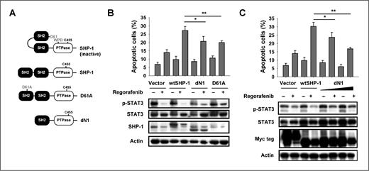 Figure 4. Regorafenib directly activates SHP-1 by relieving the autoinhibition of the SH2 domain. A, schematic representation of deletion and single mutants of SHP-1. B, regorafenib potentially interferes with the N-SH2 domain and further activates the catalytic activity of SHP-1. Deletion of the N-SH2 domain (dN1) and single-point mutant of D61 (D61A) reversed the effect of regorafenib on p-STAT3 inhibition and apoptosis. C, dose-dependent N-SH2 (dN1) gradually restored the effect of regorafenib on p-STAT3 and cell death. The apoptotic effect was determined by sub-G1 analysis. Columns, mean; bars, SE (n ≥ 3); *, P < 0.05; **, P < 0.01.