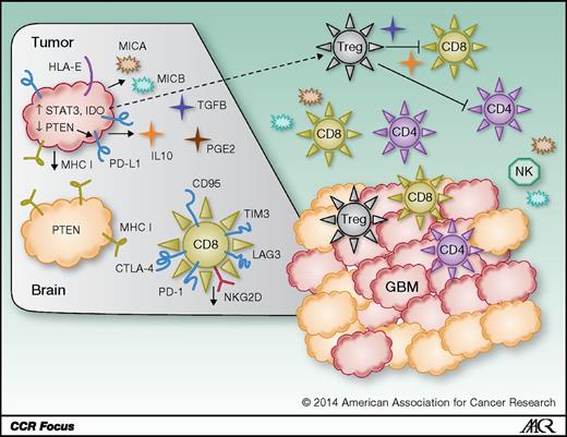 Figure 2. Glioblastoma (GBM) immuno-evasive and -suppressive mechanisms. Glioblastoma uses a variety of mechanisms, both cell intrinsic and extrinsic, meant to sidestep or even directly counter host immune responses. Glioblastoma is pictured here as red cells amongst orange normal brain (glial cells). Inset on the left represents magnification of tumor, normal glia, and a CD8 T cell with typical exhausted phenotype. Glioblastoma cell-intrinsic mechanisms (visible on inset) include IDO expression [leading to recruitment of tumor-associated Tregs (black dotted arrow); ref. 88], downregulated MHC and B7 family proteins (89, 90), increased PD-L1 (91), PTEN loss (which can precipitate PD-L1 expression; ref. 92), STAT3 expression/activation (pleotropic immunosuppression; ref. 93), TGFβ and IL10 production (causing counterproductive TH2 shifts and elaborating Tregs; ref. 94), MICA/B secretion (inhibiting both T- and NK-cell activity; refs. 95, 96), and HLA-E expression (inhibiting NK cells; ref. 97). Cell-extrinsic mechanisms comprise effects on surrounding and systemic immune cells, and include lymhopenia and depressed cellular immunity. Patient T cells are hampered by anergy (82, 83), IL2 system dysfunction (84), TH2-biased responsiveness (85), decreased NKG2D expression (86), and inhibition by disproportionate representations of Tregs (81).