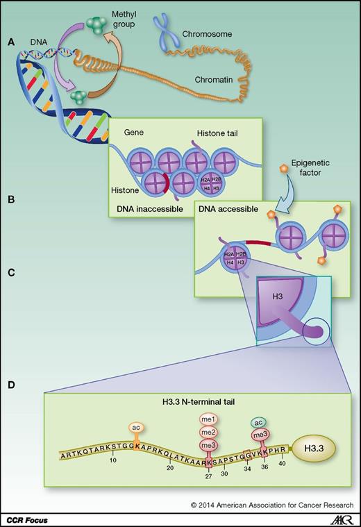 Figure 2. Schematic presentation showing the role of epigenetic changes to the histone tails that influence gene expression. A, addition or removal of methyl group by methyltransferases leads to hyper- or hypomethylation of DNA, leading to gene repression or activation, respectively. B, a chromosome segment composed of compact DNA wrapped around octamers of core histones (nucleosomes) in which the DNA is inaccessible. C, epigenetic modification of the histone tails leads to unwinding of the DNA, rendering genes accessible for transcription. D, common posttranslational modifications occurring in the histone H3.3 tail that regulates gene transcription. In pediatric high-grade glioma, K27 and G34 are often mutated.
