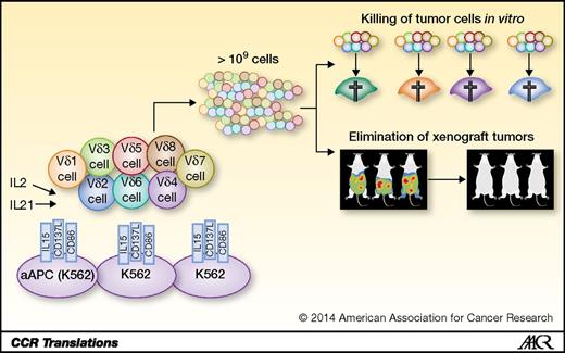 Figure 1. Activation of γδ T cells purified from PBMCs or cord blood with aAPCs induces clinical-grade expansion of polyclonal γδ T-cell lines with broad specificity toward cancer cells, and capacity to reduce tumor biomass and increase survival in an ovarian cancer xenograft model.