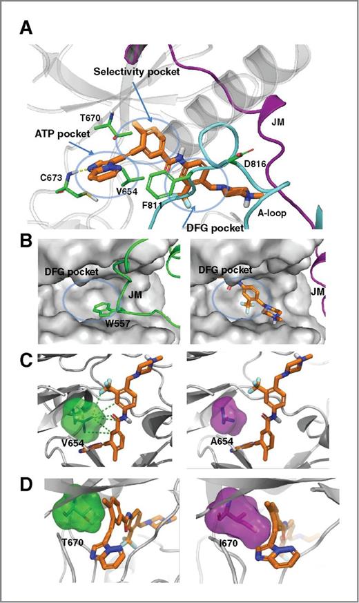 Figure 3. Co-crystal structure of KIT bound with ponatinib. A, crystal structure of ponatinib in complex with the native KIT kinase domain. Ponatinib is shown in gold, side chains of C673 (hinge region) and other key amino acids referred to in the text in green, the A-loop in cyan, and the juxtamembrane (JM) domain in magenta. B, left, W557 of the KIT JM domain (green) occupies the DFG pocket in the apo form. Right, ponatinib (gold) displaces W557 and the JM domain upon binding. C, the impact of V654A mutation on ponatinib binding. Left, the green dashed lines indicate van der Waals contacts between V654 (green) and ponatinib (gold). Right, the mutation of valine to alanine (magenta) results in a loss of all van der Waals contacts with ponatinib. D, illustration of the ability of ponatinib to accommodate the space requirements of T670I gatekeeper mutant. The increase in steric bulk upon mutation from T670 (green, left) to I670 (magenta, right) is accommodated by the triple bond of ponatinib (gold).