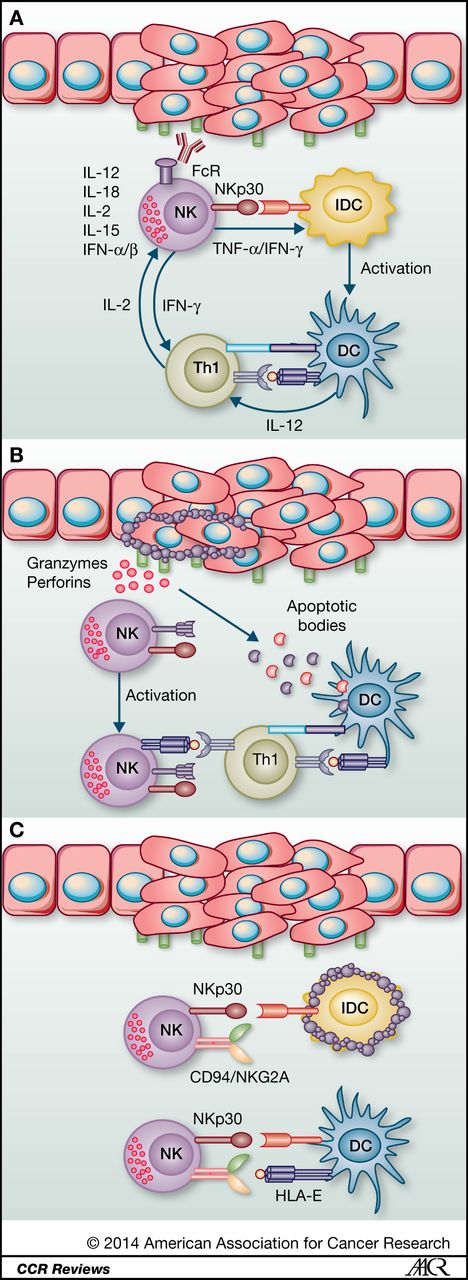 Figure 1. NK cell–dependent DC activation. NK cells can enhance DC function by three different mechanisms. A, NK cells can become activated to produce IFN-γ and TFN-α by a two-signal mechanism, including activation by cytokines (IL-12, IL-18, IL-15, IL-2, IFN-α, and IFN-β), by induction of antibody-dependent cell-mediated cytotoxicity (ADCC) via antibodies or by ligation of activating receptors (NKp30, DNAM-1). NK cell–derived cytokines enhance maturation of IL-12-producing DCs, which effectively induce Th1 polarization. In addition, NK cell–derived IFN-γ directly enhances Th1 polarization. B, because of NK cell–mediated tumor cell lysis, tumor antigens become available for DCs to engulf and present. Activated NK cells also upregulate the expression of MHC class II and become weak antigen presenters themselves. C, NK cells kill iDCs because of low HLA-E expression. The ligation of NKp30 enhances this NK cell function. By elimination of iDCs, NK cells prevent T cells from becoming tolerogenic due to contact with inadequately matured DCs.