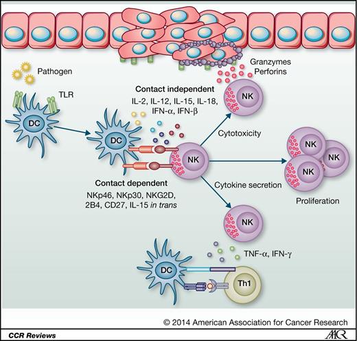 Figure 2. DC-induced NK cell activation. DCs can affect NK cell function by augmentation of cytotoxicity, cytokine secretion (IFN-γ and TNF-α), and proliferation. This depends on contact-dependent (ligation of NKp46, NKp30, NKG2D, 2B4, and CD27 and presentation of IL-15 in trans) as well as soluble factors (IL-2, IL- 12, IL-15, IL-18, IFN-α, and IFN-β). IFN-γ secretion by NK cells is, in turn, responsible for DC maturation and Th1 polarization, whereas augmentation of NK cell cytotoxicity contributes to tumor cell lysis. Which cytokines or contact-dependent factors are involved depends on the triggers involved in DC activation (most likely TLR ligands).