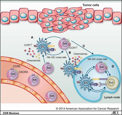 Figure 3. Where do NK cells and DCs interact? Tissue-resident DCs mature upon inflammatory stimuli produced by the tumor and its surrounding tissue. Upon maturation, these DCs upregulate MHC, costimulatory molecules, and CCR7. In addition, these DCs start to produce cytokines and chemokines. These chemokines are responsible for NK cell recruitment (either CCR5 or CXCR3 dependent). A, blood-derived NK cells are then recruited into the tumor environment and interact with DCs, resulting in reciprocal activation of both cell types. Upon maturation, DCs upregulate their CCR7 expression and migrate into the draining lymph nodes. B, while migrating, DCs still produce chemokines and, thereby, recruit NK cells into the lymph nodes. C, in addition, iKDC interaction induces the upregulation of CCR7 expression by NK cells, which constitutes a secondary mechanism by which NK cells migrate into the draining lymph node. D, because of migration of both cell types into the lymph node and also the presence of lymph node–residing NK cells, NK–DC cross-talk can take place in the lymph node.