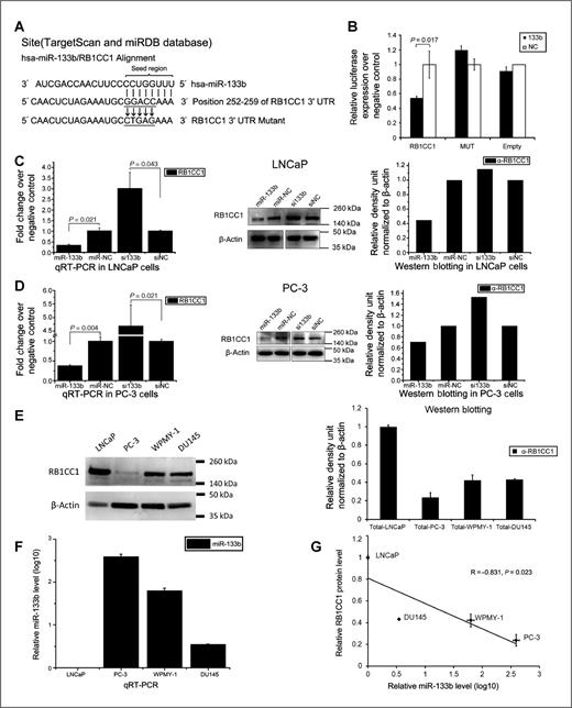 Figure 4. miR-133b directly targeted RB1CC1. A, the binding site of miR-133b to the 3′-UTR of RB1CC1. Vertical arrows represent the mutated bases in the RB1CC1-3′UTR mutant reporter constructs. B, LNCaP cells were seeded into a 24-well plate, RB1CC1 reporter construct (wild-type or mutant) or the empty reporter vector was cotransfected with miR-133bm and pRL-TK, or cotransfected with miR-NC and pRL-TK. miR-133b overexpression decreased the luciferase activity of RB1CC1-3′UTR wild-type (RB1CC1), but not that of RB1CC1-3′UTR-mutant (MUT) or the empty reporter vector (empty). C and D, qRT-PCR and Western blotting showed the endogenous expression of RB1CC1 in LNCaP cells (C) and PC-3 cells (D) followed by transfection with miR-133bm, miR-NC, si133b, or siNC. The results revealed that overexpression of miR-133b repressed the endogenous expression of RB1CC1 compared with that of miR-NC control, and anti–miR-133b could partially restore the expression of RB1CC1. E, Western blot analysis of RB1CC1 protein levels in different prostatic cell lines as indicated. Image quantification was performed using Quantity One software. Data were normalized using β-actin protein level. Fold change was presented as relative RB1CC1 protein level of each cell line versus LNCaP cells. F, qRT-PCR analysis of miR-133b basal expression in different prostatic cell lines as indicated. Data were normalized using RNU6B expression. Fold change was presented as relative miR-133b expression (log10) of each cell line versus LNCaP cells. G, correlation between RB1CC1 protein levels and miR-133b expression showed a high degree of reverse correlation (R = −0.831; P = 0.023). Each experiment was performed in triplicate. Values are mean ± SD.