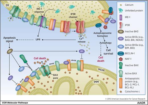 Figure 1. Schematic of the BCL-2 family interactions at the mitochondria and ER. BCL-2 family proteins are involved in cellular processes such as apoptosis, autophagy, and the UPR, and localize at the mitochondria and ER. Various stress stimuli activate BH3 proteins. Activator BH3 proteins (BH3a) translocate to the membrane to activate BAX. BAX translocates and inserts into the MOM, where it oligomerizes to form pores releasing cytochrome c from the mitochondrial intermembrane space into the cytoplasm. Antiapoptotic proteins function by binding and sequestering activator BH3 proteins and activated BAX at the membrane. Sensitizer BH3 proteins (BH3s) displace activator BH3 proteins or activated BAX from antiapoptotic proteins. The interactions at the ER are not well studied and the model at the ER is more speculative. At the ER, the accumulation of unfolded proteins triggers the UPR, which is mediated by IRE-1. BAX interacts with IRE-1 to sustain IRE-1 activation. In addition, pore formation by BAX oligomerization at the ER results in the release of calcium. BCL-2 interacts with IP3R to inhibit the release of calcium and with BECLIN-1 preventing autophagosome assembly to inhibit autophagy; IMM, inner mitochondrial membrane.