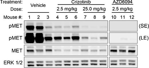 Figure 5. Crizotinib and AZD6094 end of study pharmacodynamics in RCC-47 xenografts. Western blot analysis of downstream signaling pathway modulation in response to inhibition of MET signaling. RCC-47 tumor samples were collected 2 hours after final oral administration of crizotinib or AZD6094 at the indicated dose levels.