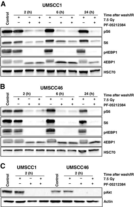 Figure 2. The effects of PF-05212384 on the phosphorylation of the PI3K/mTOR downstream targets S6, 4EBP1, and Akt. A–C, UMSCC1 and UMSCC46 HNSCC cells were treated with PF-05212384 (10 μmol/L) for 24 hours and then irradiated (7.5 Gy); immediately following irradiation, cells were washed twice with 37°C medium and were subsequently incubated with drug-free medium for the given timeframe. PF-05212384 effect on PI3K/mTOR targets with treatment following irradiation demonstrated in Supplementary Fig. S3A and S3B.