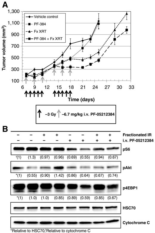 Figure 4. Radiation modulation of UMSCC1 tumor xenografts by dual PI3K/mTOR inhibition via PF-05212384 treatment. A, athymic nude mice bearing right flank UMSCC1 tumor xenografts were treated with fractionated radiation (daily 3 Gy fraction Monday to Friday × 2 weeks) with and without i.v. PF-05212384 (6.7 mg/kg Monday, Wednesday, and Friday 2 hours before radiation fraction). Xenograft regrowth delays (±SEM) relative to the control arm for i.v. PF-05212384, fractionated radiation (30 Gy total), and i.v. PF-05212384 plus fractionated radiation were as follows: 3.1 ± 0.9 days, 7.1 ± 1.4 days, and 13.0 ± 1.6 days, respectively. Fractionated radiation plus PF-05212384 regrowth delay is significantly different from fractionated radiation alone regrowth delay (P < 0.05; Student t test). B, immunoblots of the PI3K/mTOR downstream targets S6, Akt, and 4EBP1 from UMSCC1 xenografts harvested 2 hours following the fifth 3 Gy fraction and third PF-05212834 injection. Each lane (column) represents one UMSCC1 xenograft harvest. Normalized protein densities for each band are in parentheses below each row.