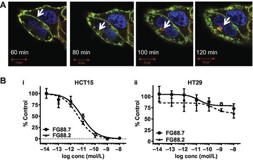 Figure 4. Cellular internalization of FG88 mAbs. A, time-lapse confocal microscopy of Alexa Fluor 488–labeled FG88 mAbs internalizing into live HCT-15 cells. Merged images taken every 20 minutes demonstrate FG88 internalization and colocalization with lysosomal compartments (arrows). The nucleus was labeled with Hoechst 33258, lysosomal compartments with LysoTracker Deep Red and the plasma membrane with CellMask Orange. Magnification, ×60. B, targeted toxin (saporin) delivery by internalized FG88 mAbs in two cancer cell lines [HCT-15 (i) and HT29 (ii)]. The antiproliferative effect of internalized FG88 mAbs preincubated with a saporin-linked anti-mouse IgG Fab fragment was evaluated using 3H-thymidine incorporation. Concentrations refer to the FG88 mAbs. Results (mean ± STD from three independent experiments) are presented as a percentage of proliferation of cells treated with primary mAbs only; normalized values are shown for HCT-15. Nonlinear regression was performed using GraphPad Prism 6.