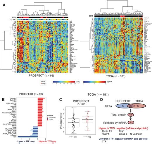 Figure 4. Protein signature of TTF1-negative LUAD. Unsupervised hierarchal clustering of protein expression (RPPA) in two clinical cohorts of LUAD (A). Comparison of protein expression between bimodally distributed TTF1-negative and -positive LUAD identifies 25 proteins common to both cohorts (B and D, P < 0.05). Validation of the 18 total proteins identified using mRNA expression analysis (P < 0.05) identifies a five component signature commonly upregulated in TTF1-negative disease across both cohorts and platforms (D). TTF1-negative LUAD also have a higher DNA repair score (20), identifying agents that target DNA repair as potential therapeutic target for these patients (C).