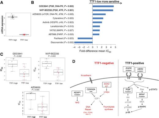 Figure 5. Therapeutic targets in TTF1-low LUAD cell lines. Comparison of the top and bottom thirds of cell lines by NKX2-1 expression (A) to IC50 values from drug sensitivity databases identify TTF1-low LUAD cell lines as being more sensitive to agents that impair DNA repair (B and C). Potential mechanisms for the higher expression of thymidylate synthase and DNA repair proteins via E2F1 in TTF1-negative LUAD and elevated PI3K–MAPK signaling in TTF1-positive LUAD (D) combining genetic and protein observations. Proteins/genes in red are higher/more active in TTF1-negative, those in black in TTF-positive LUAD. Copy-number loss of SOX2 or gain of CDKN2A can both lead to increased E2F1.
