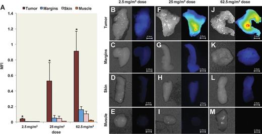 Figure 5. Fluorescent imaging of resected tissue. A, MFI is shown for freshly resected tumor, margin, skin, and muscle for the 2.5 mg/m2, 25 mg/m2, and 62.5 mg/m2 dose groups acquired using closed-field imaging system. Representative brightfield and fluorescence images of tumor, margins, skin, and muscle are shown for the (B–E) 2.5 mg/m2 dose group, (F–I) 25 mg/m2 dose group, and (J–M) 62.5 mg/m2 dose group. Image scaling was kept consistent for representative images at each dose. Asterisk denotes significant (P < 0.05) increase in tumor MFI compared with margins, skin, and muscle for respective dose. Scale bars represent 0.5 cm or 0.25 cm. Data are average MFI ± SD.