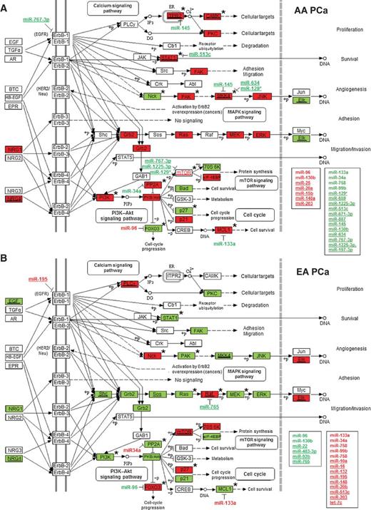 Figure 2. The ERBB signaling pathway is highly activated in AA prostate cancer (PCa) specimens. Differentially expressed mRNAs [identified by Global test or Global test plus ANOVA (indicated by asterisk)] and miRNAs (identified by ANOVA or paired t test) populating the ERBB signaling pathway in AA prostate cancer (A) and EA prostate cancer (B). Upregulated (red) and downregulated (green) miRNAs with underline representing population-specific miRNAs, whereas miRNAs not underlined represent population-enriched (red) or -depleted (green) miRNAs. The same coloring and underlining scheme is used for differentially expressed mRNAs. The ERBB pathway in AA prostate cancer (A) is more highly activated compared with EA prostate cancer (B) as determined by GO-Elite. Eight novel reciprocal miRNA–mRNA pairings are highlighted, including miR-133a/MCL1, miR-96/FOXO3A, miR-513c/STAT1, miR-34a/PPP2R2A, miR-145/ITPR2, miR-145/MKK4, miR-634/MKK4, and miR-129*/MKK4. MiRNAs listed in boxes represent the population-specific (underlined) or -enriched/-depleted miRNAs predicted to target genes in the ERBB signaling pathway belonging to positively or negatively correlated pairings or nondifferentially expressed targets (see Supplementary Table S6).
