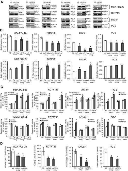 Figure 6. Functional validation of miR-133a/MCL1, miR-513c/STAT1, and miR-96/FOXO3A pairs in prostate cancer (PCa) aggressiveness. A, overexpression of miR-133a mimic, miR-513c mimic, or miR-96 antagomir in prostate cancer cell lines resulted in downregulation of MCL-1 and STAT1, and upregulation of FOXO3A, respectively. In contrast, inhibition of miR-133a or miR-513c with antagomirs or overexpression of miR-96 mimic resulted in upregulation of MCL-1 and STAT1, and downregulation of FOXO3A. AA lines are MDA PCa 2B, RC77T/E, and EA cell lines are LNCaP and PC-3. Representative Western blots from three to six independent experiments. B, BrdUrd-labeled cell proliferation assays of prostate cancer cell lines transfected with miR-133a mimic, miR-513c mimic or miR-96 antagomir, or “converse” antagomir/mimic treatments (miR-133a antagomir, miR-513c antagomir, or miR-96 mimic) were compared with cells treated with NS (nonsense scrambled negative control). Data, mean ± SEM of n = 3–4 independent experiments, with *, P < 0.05 using ANOVA and Tukey post hoc test. C, apoptosis assays in population-specific prostate cancer cell lines transfected with mimics or antagomirs. Apoptosis activity was assayed by measuring caspase-3/7 activity using the Apo-ONE Kit (Promega), and the data were normalized to caspase-3/7 level of vehicle-treated NS control. Data, mean ± SEM for n = 3–6 independent experiments, with P < 0.05 using ANOVA and Tukey post hoc test comparing mimic or antagomir transfection plus vehicle treatment to NS transfection plus vehicle (*), or mimic or antagomir transfection plus vehicle to mimic or antagomir transfection plus docetaxel (#). D, prostate cancer cells transfected with miR-96 antagomir or miR-513c mimic were significantly less invasive compared with NS control-treated cells. Data, mean ± SEM of n = 4–6 independent experiments, with *, P < 0.05 using ANOVA and Holmes post hoc test; Antag, antagomir.