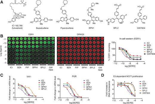 Figure 1. SERDs and SERM/SERD hybrids inhibit ESR1 action with similar efficacy despite differences in potency and efficiency of estrogen receptor turnover. A, chemical structures of SERM/SERD hybrids (SSHs) and SERDs evaluated. B, MCF7 cells were incubated with increasing concentrations (10−11–10−5 mol/L) SERD ICI 182,780 (ICI), or SSHs BZA, PIP, BPN1, or BPL2 for 18 hours. ESR1 protein levels (left) were assessed using an in-cell Western blot analysis. Data were normalized to DNA content using DRAQ5 (center) and quantitated (average of duplicate wells) using GraphPad Prism 6 (right). C, MCF7 breast cancer cells were treated for 24 hours with 1 nmol/L E2 in the presence of increasing concentrations (10−11–10−6 mol/L) of antagonist. mRNA levels of ESR1 target genes progesterone receptor (PGR) and trefoil factor 1 (TFF1) were assessed using real-time quantitative PCR (RT qPCR) following RNA isolation. mRNA expression was normalized to the 36B4 housekeeping gene, and expression levels are presented as fold change as compared with an untreated control. D, MCF7 cells were plated in PRF media supplemented with charcoal stripped FBS 24 hours prior to treatment, and were treated with 1 nmol/L E2 as well as with the indicated ligands (10−11–10−6 mol/L) on days 1, 4, and 6 of an 8-day proliferation assay. DNA content, as assessed by fluorescence (FluoReporter assay), was measured as a surrogate for cell proliferation. The relative increase in DNA fluorescence was calculated by normalizing to baseline values detected in a duplicate plate of cells that was harvested on day 1 prior to the initial treatment. Data are representative of at least 3 independent experiments.