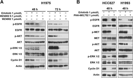 Figure 1. Efficient inhibition of EGFR signaling in sensitive and resistant NSCLC cells. Representative Western blot analysis of whole-cell lysates from NSCLC H1975 cells treated with 1 μmol/L erlotinib, 0.1 or 1 μmol/L WZ4002, a specific inhibitor of EGFRT790M, for 48 and 72 hours (A) and NSCLC HCC827 and H1993 cells treated with 1 μmol/L erlotinib or PHA-665,752, a specific MET inhibitor, for 48 hours (B). Actin served to ensure equal loading.