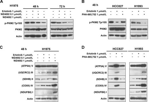 Figure 3. Levels of p-PKM2 Tyr105 and OXPHOS in response to EGFR inhibitors. Levels of p-PKM2 Tyr105 in whole-cell lysates from H1975 cells treated with 1 μmol/L erlotinib, 0.1 and 1 μmol/L WZ4002 for 48 and 72 hour (A) or from HCC827 and H1993 cells treated with 1 μmol/L erlotinib or PHA-665,752 for 48 hours (B). C, levels of OXPHOS in whole cell lysates from H1975 cells exposed to 1 μmol/L erlotinib, 0.1 or 1 μmol/L WZ4002 and from HCC827 and H1993 cells treated with 1 μmol/L erlotinib or PHA-665,752 for 48 hours (D). Actin served to ensure equal loading.