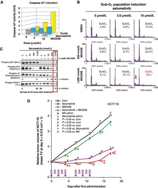 Figure 1. Activated caspase induction, cell-cycle profiles, and pERK/pAKT profiles of HCT116 cell lines and HCT116 xenografts in rodents treated with MK-2206 and/or selumetinib. A, caspase-3/7 activity after 24 hours was determined by luminescence assay. Data were indicated as fold induction of caspase against the signals of DMSO-treated cells. B, percent of sub-G1 population in cell cycle was determined with FACS when HCT116 cells were exposed with MK-2206 and/or selumetinib for 72 hours. C, HCT116 colon cancer cells were treated with MK-2206 and/or selumetinib at the indicated concentration for 24 hours. The cell lysates were analyzed by Western blot with the indicated antibodies. D, selumetinib alone showed potent antitumor efficacy in this animal model. However, MK-2206 had only marginal antitumor effect. The combination therapy produced a tumor regression with statistically significant increase in the antitumor response as compared with monotherapy (P < 0.05).