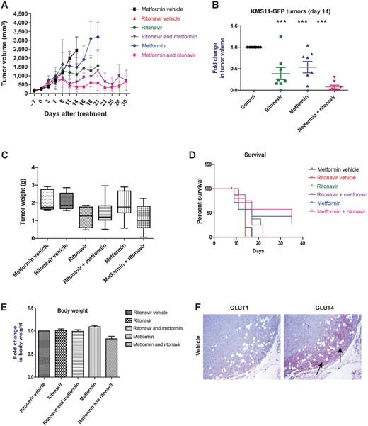 Figure 3. KMS11-GFP tumors regress postcombinatorial therapy with ritonavir and metformin in vivo. KMS11-GFPs were injected into the backs of BNX-SCID mice. Once palpable tumors (125–250 mm3) were detected, mice were administered respective vehicles, ritonavir (50 mg/kg), metformin (125 mg/kg), or the combination. Combination treatments were started by administering one drug first for one week followed by the addition of the other. Injection of tumor cells and initiation of treatment were on day “−7” and day “0,” respectively. A, mean of KMS11-GFP tumor volumes at indicated days posttreatment. B, fold change in tumor volume was calculated by normalizing mean tumor volume at day 14 posttreatment to mean tumor volume of vehicle treated mice on day 14. C, mean tumor weights at the time of sacrifice. D, percent survival of mice after each treatment. E, fold change in body weight of mice after respective treatments. Asterisks indicate that the difference is significant; ***, P value ≤ 0.05, 0.01, and 0.001, respectively. NS depicts that the difference between groups shown is not significant. F, GLUT4 is evident along the invasion front of the tumor is removed upon cotreatment with metformin and ritonavir. Immunodetection of GLUT1 and GLUT4 in a representative vehicle-treated KMS11-GFP tumor. Staining performed as described in Materials and Methods and representative images are shown. GLUT1 expression throughout tumor or GLUT4 expression at the leading edge of the tumor (indicated by arrows) is evident.