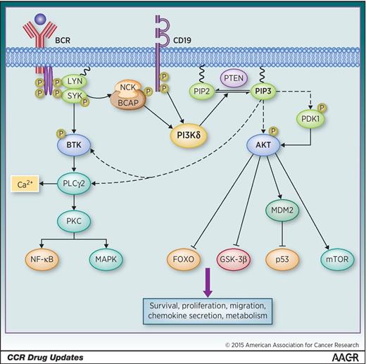 Idelalisib: First-in-Class PI3K Delta Inhibitor for the Treatment of ...