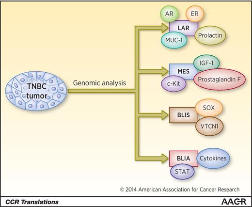 Translating the Molecular Message of Triple-Negative Breast Cancer into ...