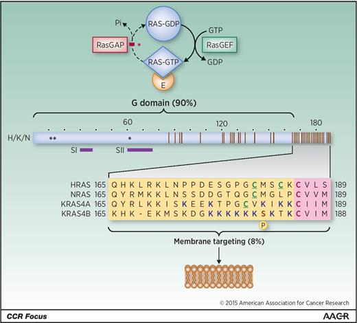 Figure 1. Membrane targeting sequences of RAS proteins. Top, the RAS on/off switch that is broken in oncogenically mutated RAS and fails to turn off from the active, GTP-bound state that interacts with effectors (E) to transmit downstream signals. Because membrane association is required for proper effector interaction, interfering with membrane targeting can impair signal transmission, like unwiring an electrical switch to prevent it from carrying current. Bottom, ribbon diagram of the four RAS proteins, which are 90% similar throughout their G domains that bind the guanine nucleotides, regulators, and effectors (including switch regions SI, SII), but differ greatly at their C-terminal membrane targeting domains. The latter consist of a carboxyterminal CAAX tetrapeptide motif (pink boxes) with an invariant cysteine that is the site of farnesylation, and an upstream hypervariable region (yellow boxes) that includes the “second signals” of one (NRAS) or two (HRAS, KRAS4A) palmitoylatable cysteines or clusters of positively charged (polybasic) residues (PBR), as well as “third signals” comprised of the surrounding residues. KRAS4B has a stretch of six contiguous lysines and no palmitoylatable cysteine, whereas KRAS4A has a hybrid motif of both a bipartite PBR and a palmitoylatable cysteine. Numbers refer to amino acid residues. Asterisks indicate sites of mutational hotspots at G12, G13, and Q61. Dots above the ribbon mark each 10 amino acid stretch. Brown bars in the ribbon mark sites of sequence variation. P, phosphorylation of KRAS4B at Serine181.